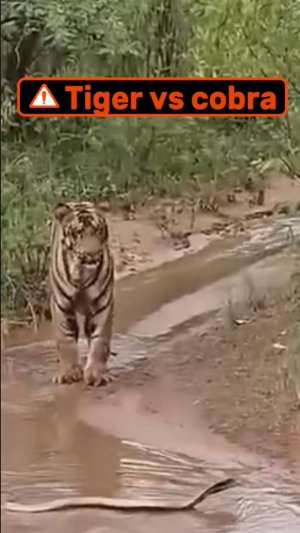 Тигр встретил на дороге кобру и что произошло