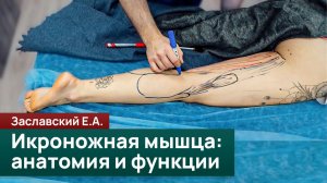 Икроножная мышца: анатомия, прикрепления и функции движения. Заславский Е.А.
