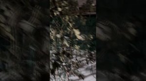 Вечером в саду…23 января 26г❄️🕊️❄️🕊️❄️