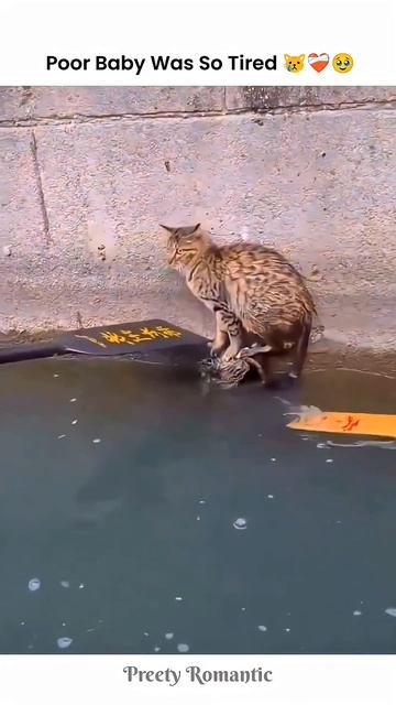 Кошка не может выбраться смотреть онлайн