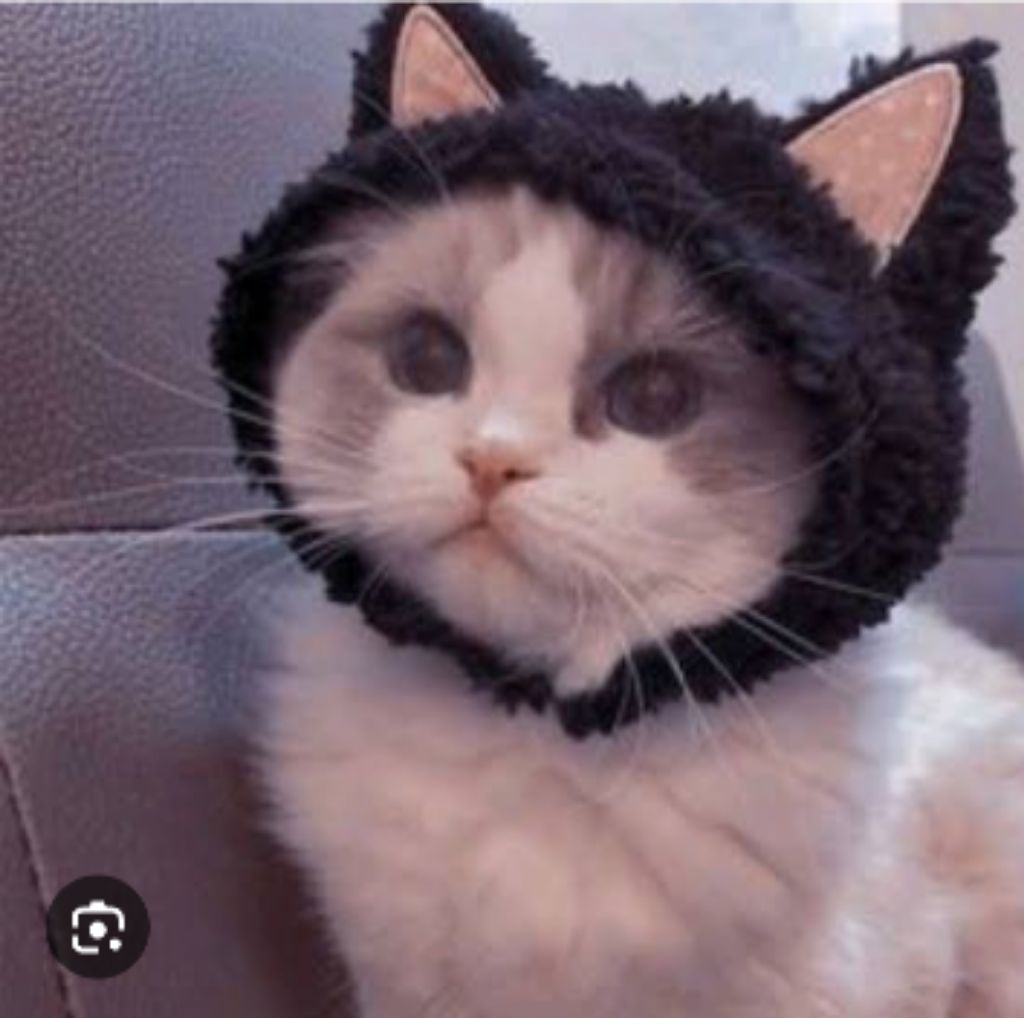 котик смотреть онлайн