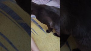 мучаю кота часть 1