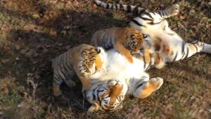 Такие РАЗНЫЕ ТИГРЯТА у одной тигрицы! Василиса и Скиф - легендарная пара тигров. 2019
