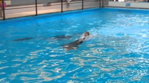 заплыв с дельфином