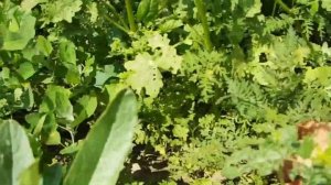 Посевные медоносы разных культур