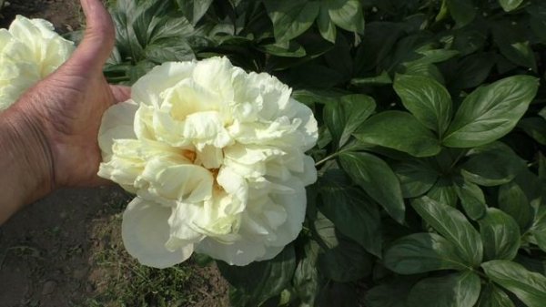 Пион Majesty’s Light