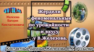 Жердели - феноменальные по урожайности и вкусу у В.Железова.