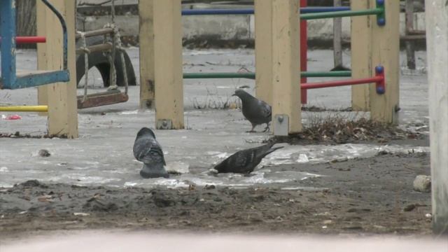 В 2025 году было выявлено почти вдвое меньше случаев бешенства, чем в 2024 смотреть онлайн