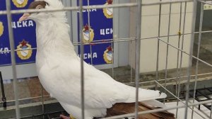 18.01.2026г Выставка в ЦСКА Москва ч.10