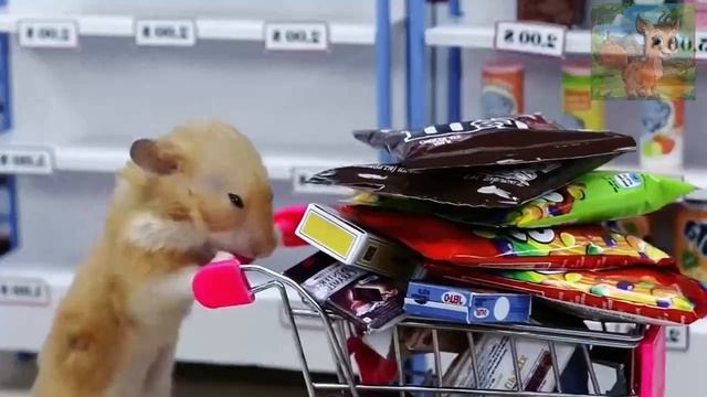 Маленький хомячок не может позволить себе игрушечную машинку, когда покупает закуски, и беспомощно смотреть онлайн