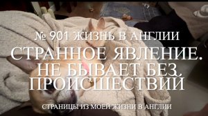 Странное явление. Не бывает без происшествий. Про наших чихуахуа. № 901 Жизнь в Англии