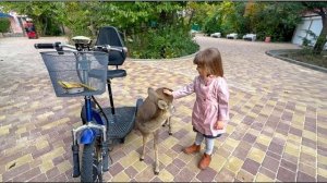 Люська резвится с носухами, а Милашка стала ОБИЖАТЬ ЛУННОГО КОТЁНКА, Ангелина ВСТАЛА НА ЕГО ЗАЩИТУ!