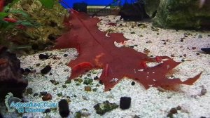 Ферментированные сенной палочкой листья дуба и креветочный ажиотаж.