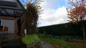 ПРОМОК ДО НИТКИ, но всё равно закончил стричь лавровую изгородь