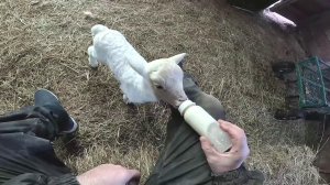 С учёта снял ! К продаже готов ! Корм привез ! ХУТОР В ЛЕСУ №908