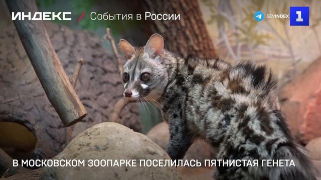 В Московском зоопарке поселилась пятнистая генета смотреть онлайн