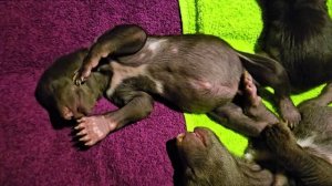 Медвежье сонное царство