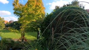 Я ВОЗВРАЩАЮ ФОРМУ разросшимся шаровидным туям и лавру