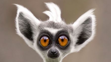 Катаем Угараем Орем в Монитор