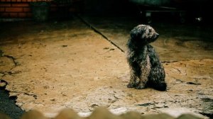 Печаль дождя-ЛЕОН (Лучшее)