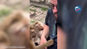 Туристка из России засняла, как обезьяны пытаются соблазнить её мужа