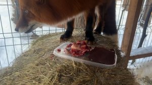 Лиса-Алиса. Лис Игнис должен срочно съесть завтрак, пока его не съел Белый