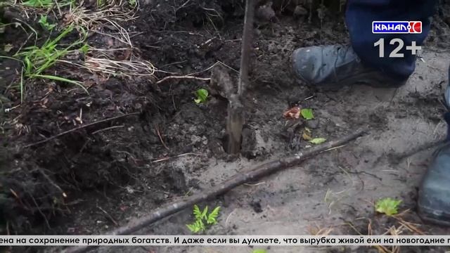 Чем занимается Серовское лесничество? смотреть онлайн