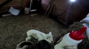 Собрал машину ! Длинный нападает ! Можно ездить ! ХУТОР В ЛЕСУ №924