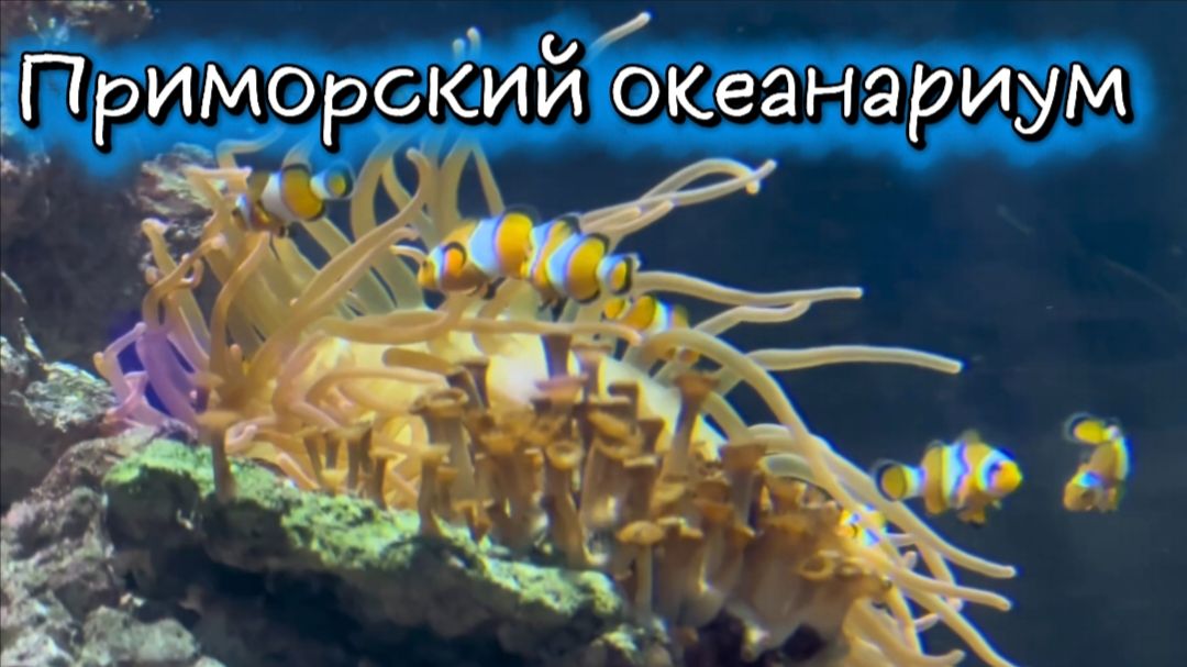 Обзор Приморского океанариума: 9 экспозиций от микромира до океанских глубин во Владивостоке. смотреть онлайн