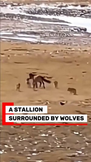 Волки напали на лошадь в степи