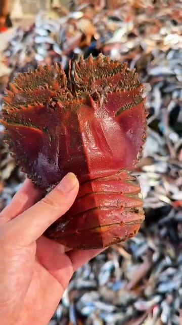 Редкие рыбные из океана смотреть онлайн