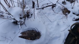 Проверка капканов. 23 января 2026