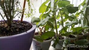 Мои комнатные цветы.