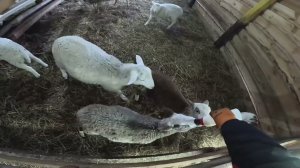 Убили его и съели ! Барашки как котята ! ХУТОР В ЛЕСУ №943