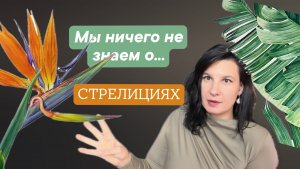 Стрелиции: простые или проблемные?