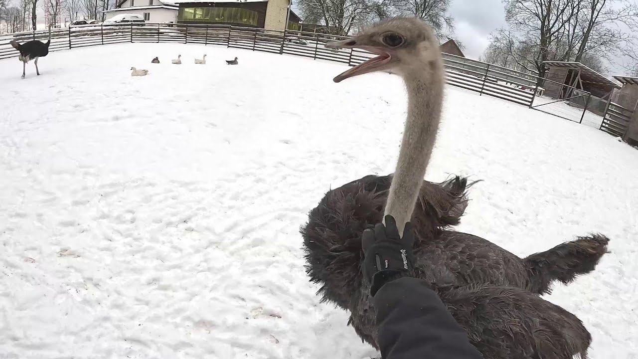 Мороз на хуторе создал проблемы ! ХУТОР В ЛЕСУ №937