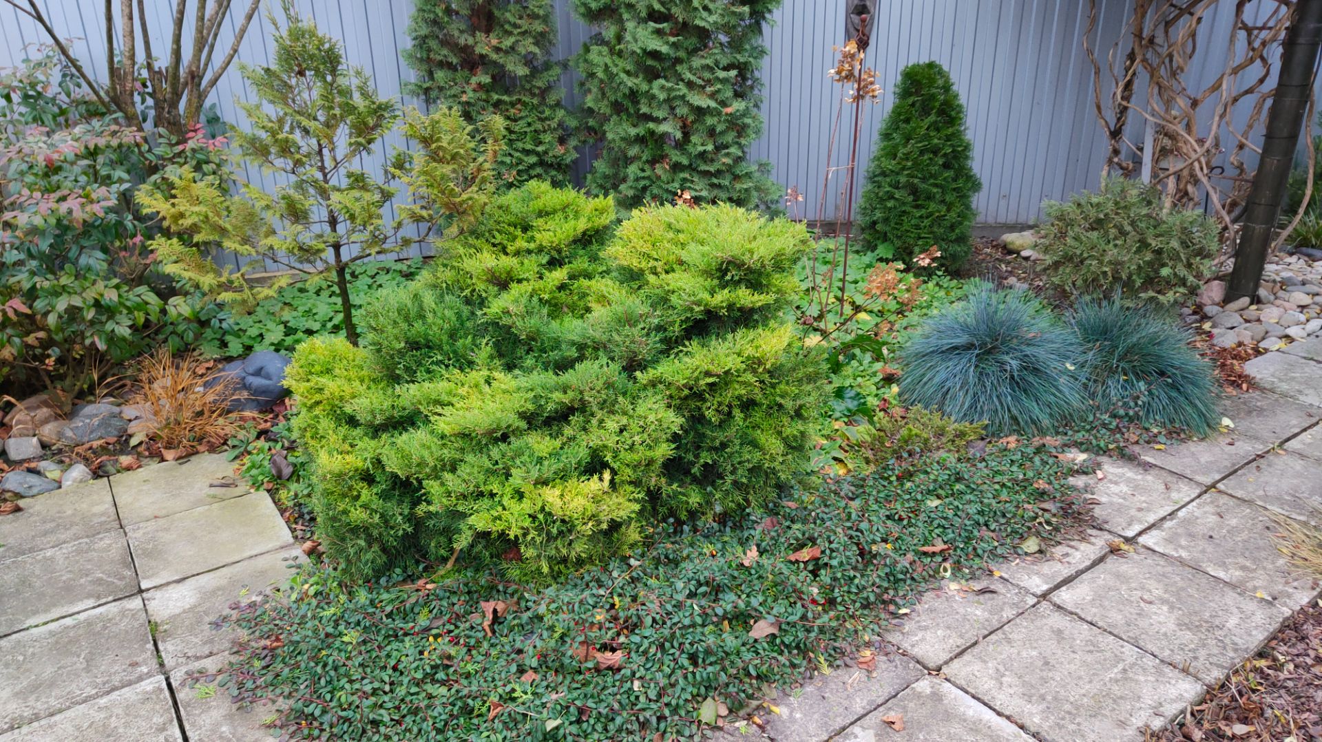 Сколько топиариев стоит иметь в саду, стрижка самшита. Видео 2022 года из моего архива. смотреть онлайн