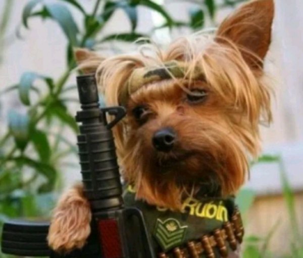 Стрим Макара