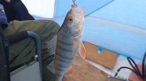 Совхакасия4