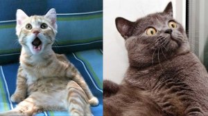 Смешные и забавные животные 😻😺 Лучшие приколы с животными 🐶