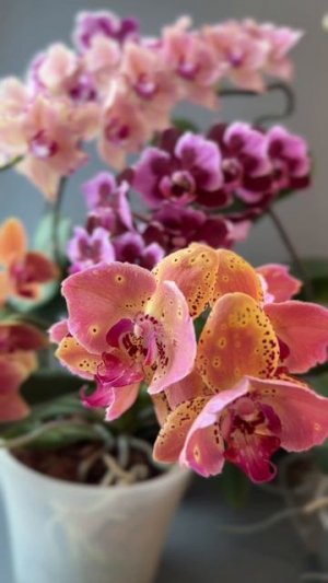 Орхидеи фаленопсис бабочки