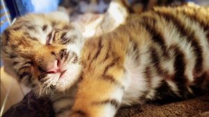 Такого маленького амурского тигра вы не видели!  Мама отказалась от малыша и его выкармливают люди.
