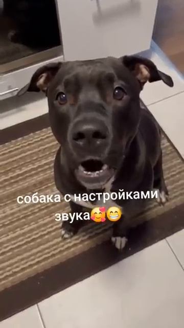 Не ИИ и не фейк, просто прелесть 🐈 смотреть онлайн