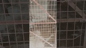 Обзор приюта