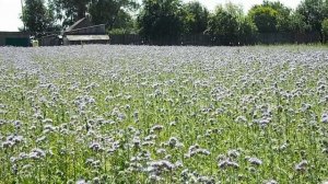 Посевы фацелии соседа пчеловода