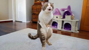 Смешные и забавные животные 😻😺 Лучшие приколы с животными 🐶