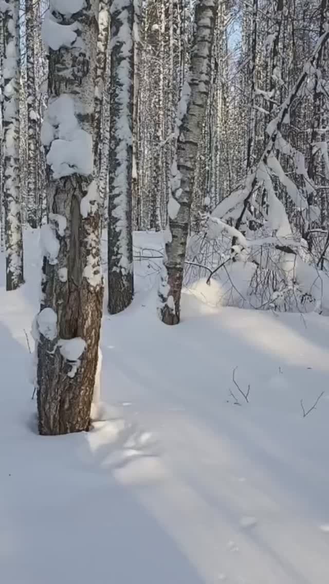 Лесная тишина.