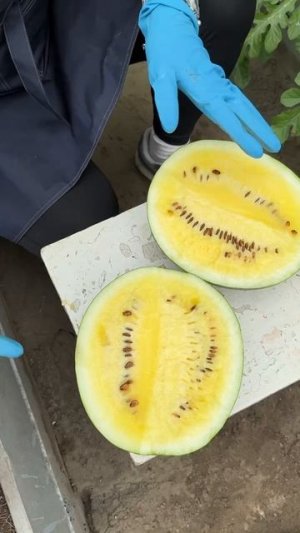 Арбуз Желтый император