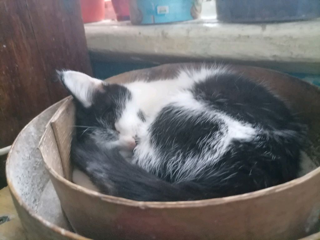 КОШКА СОНЯ смотреть онлайн