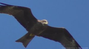 Бойные голуби в небе